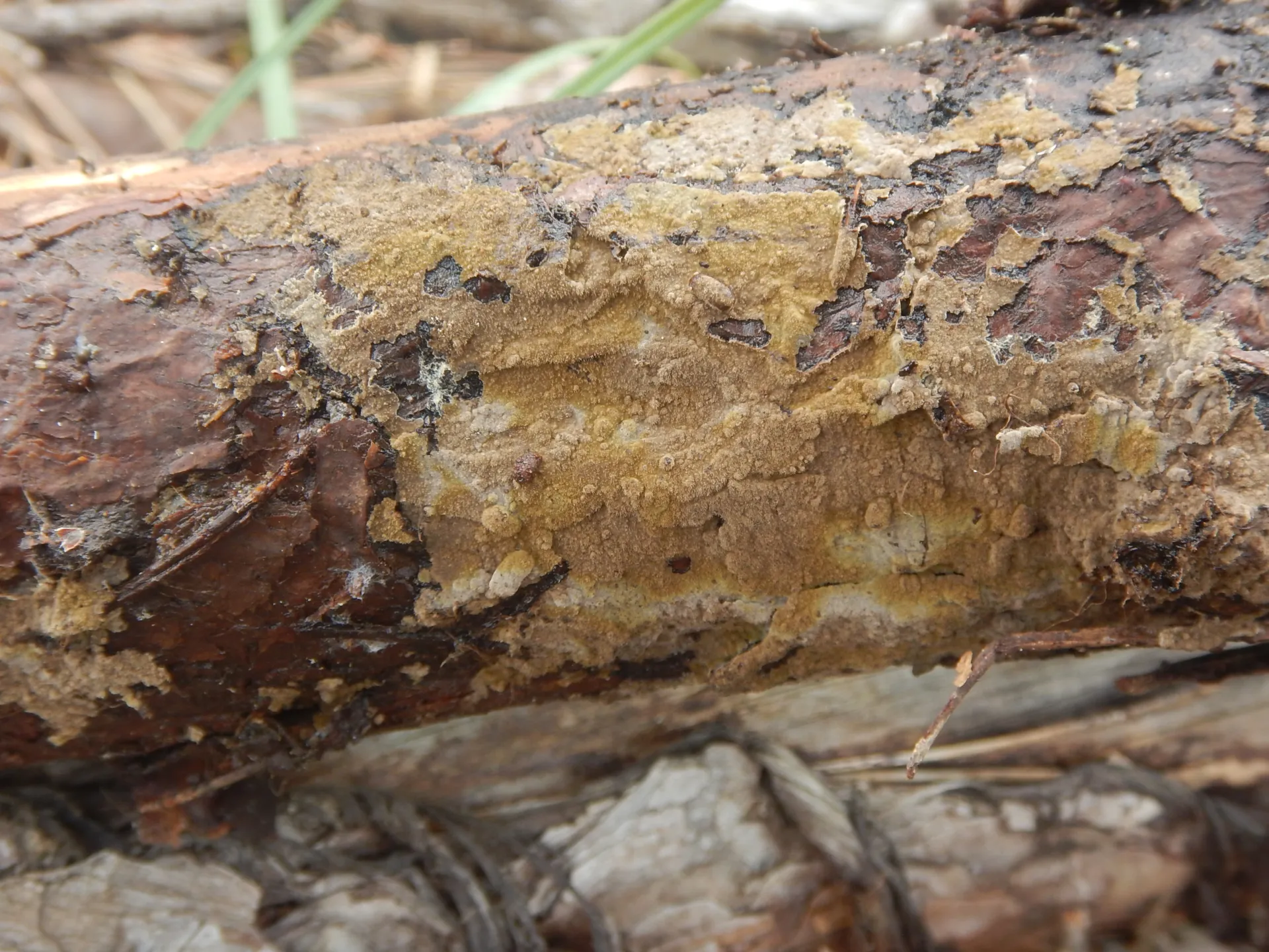 Coniophora olivacea, 26-02-06